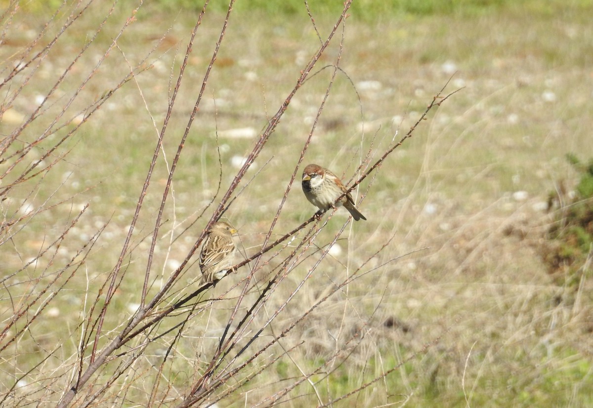 Spanish Sparrow - ML537358361