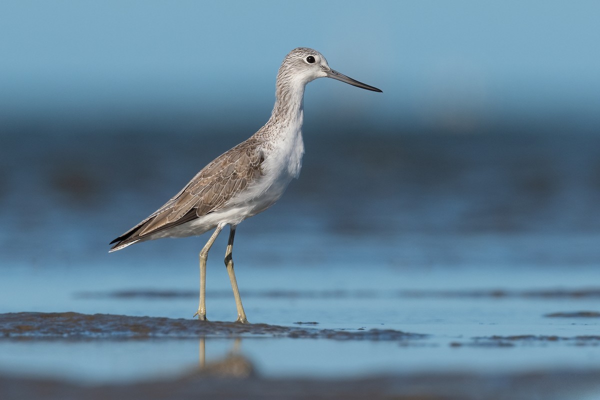 Common Greenshank - Terence Alexander