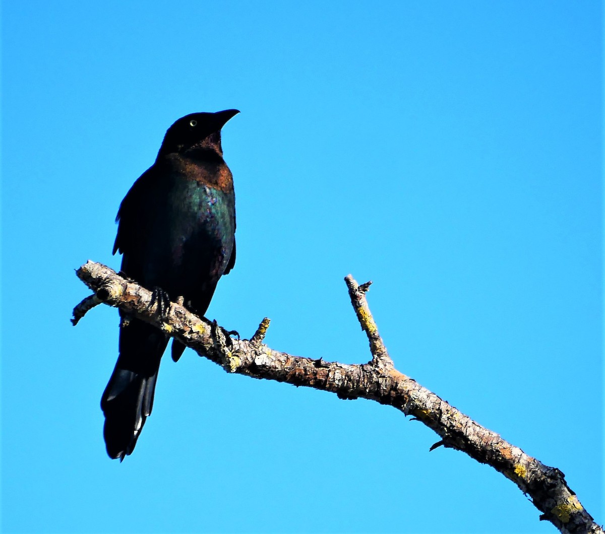 Common Grackle - Rob Saunders