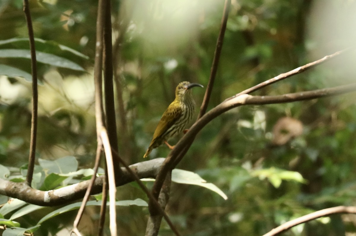 Streaked Spiderhunter - ML537359071