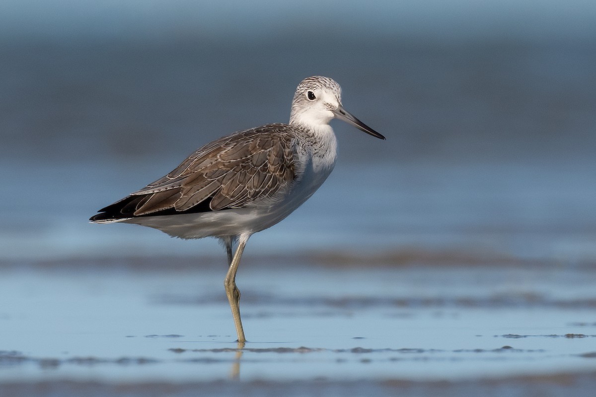 Common Greenshank - ML537359141