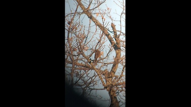 drozd cvrčala - ML537359351