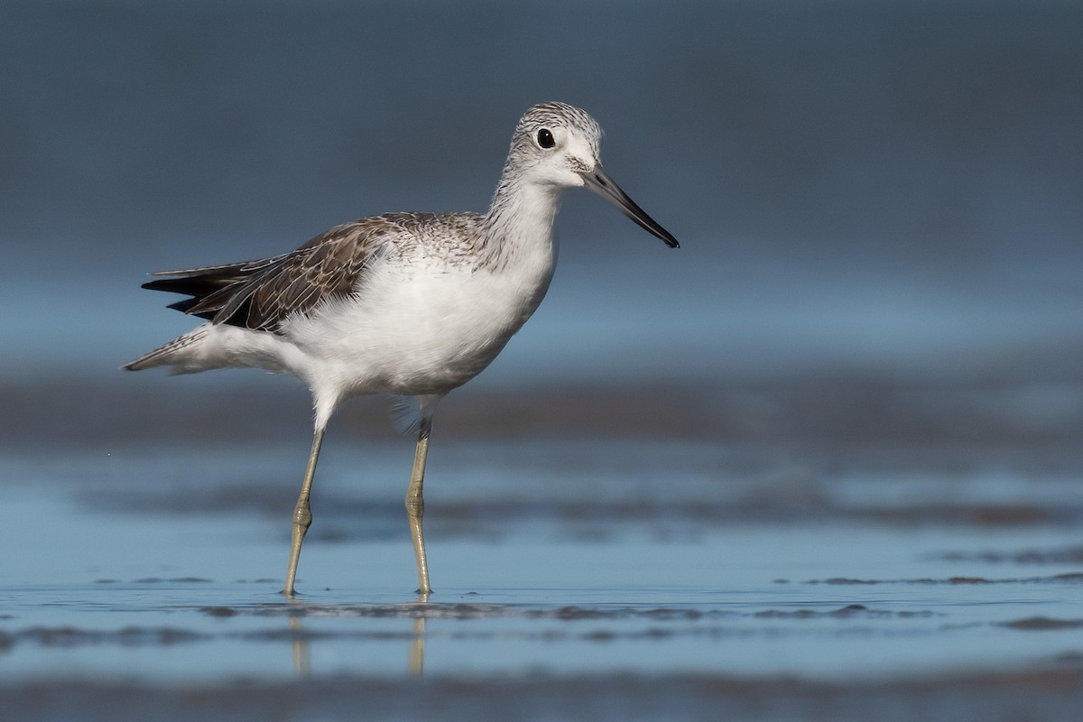 Common Greenshank - ML537360921