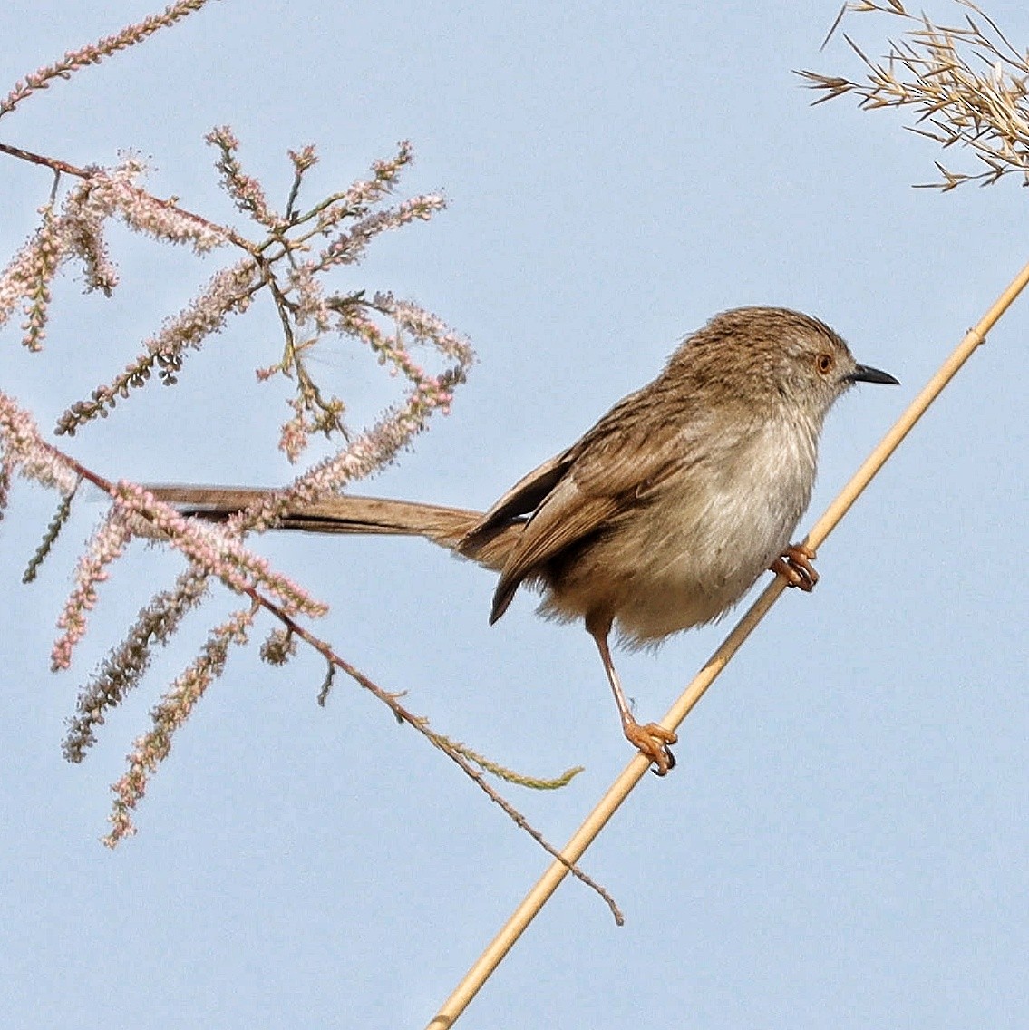 Delicate Prinia - ML537362101