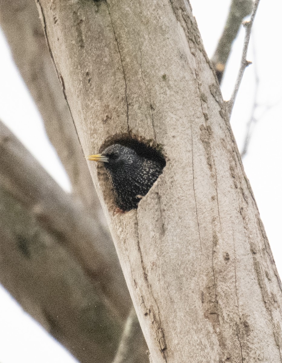 European Starling - ML537362291
