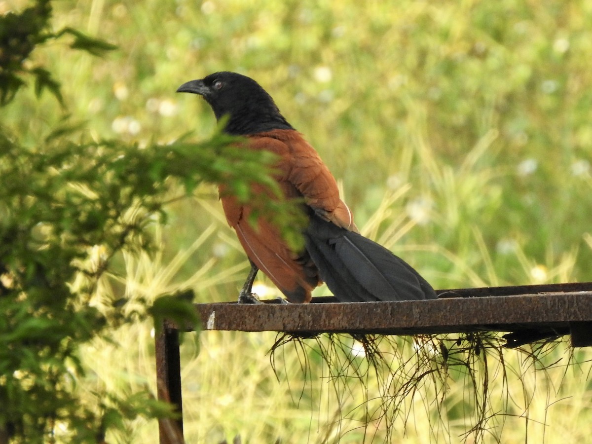 Grand Coucal - ML537362791