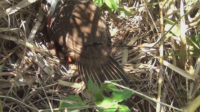 African Finfoot - ML537366491