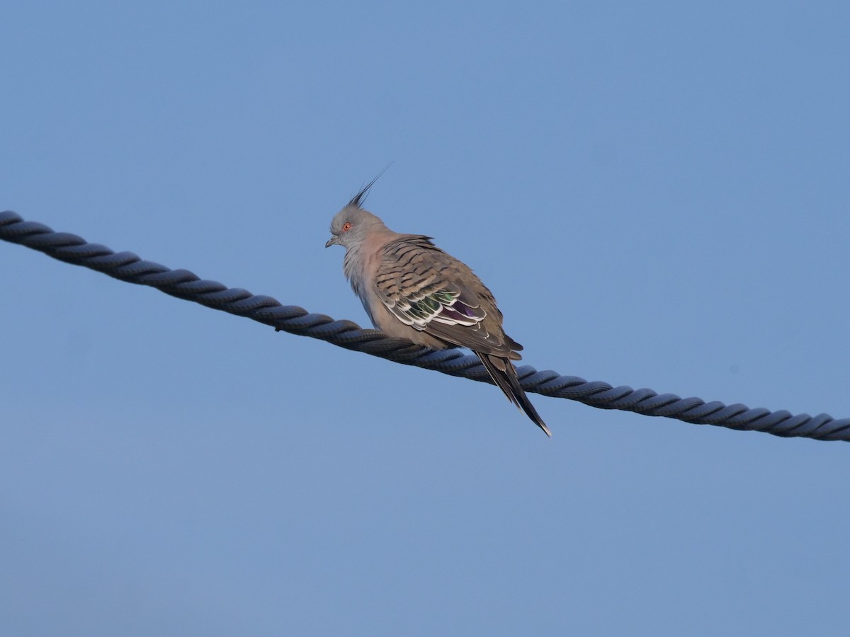 Crested Pigeon - ML537367281