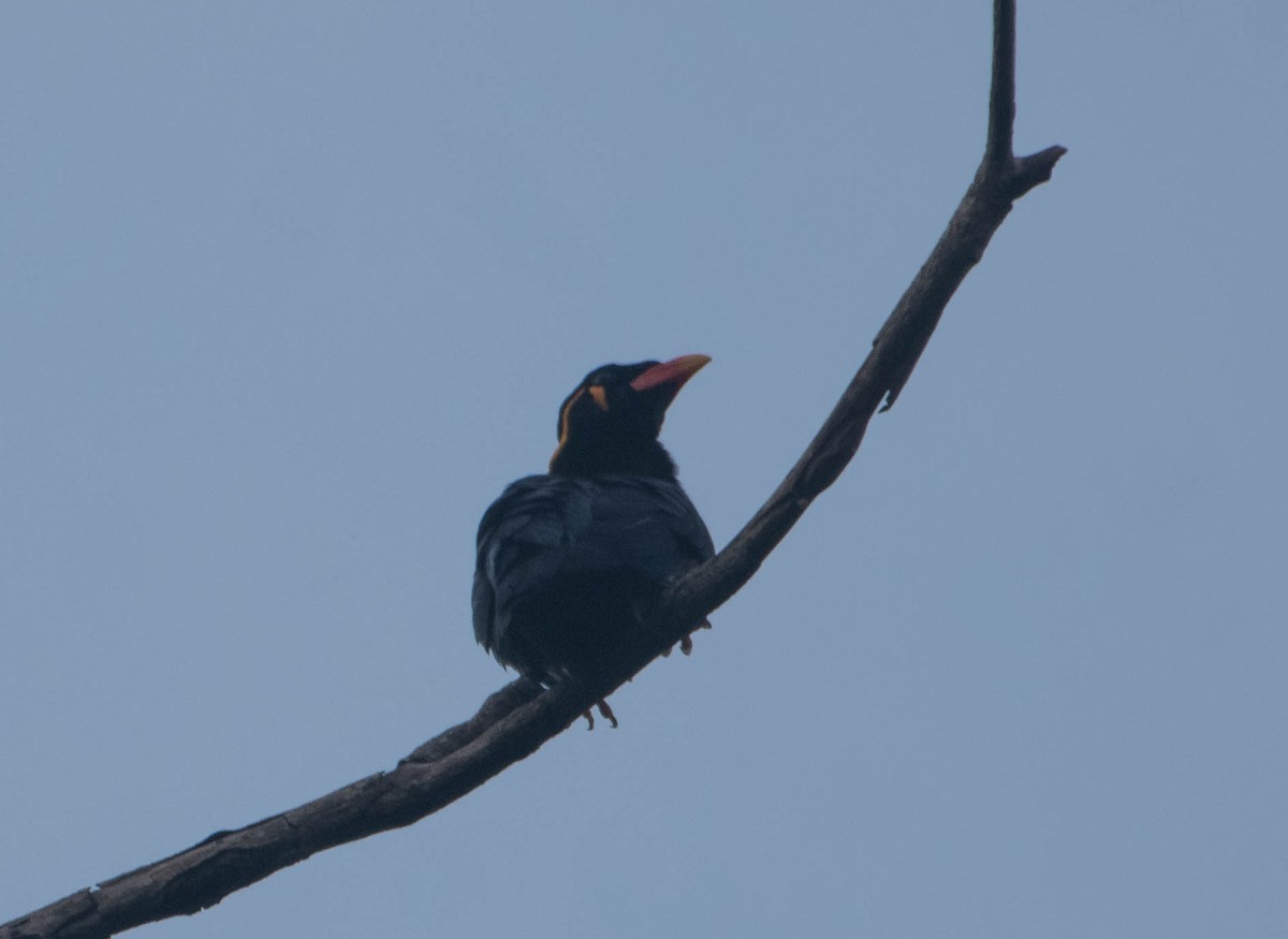 Common Hill Myna - ML537367741