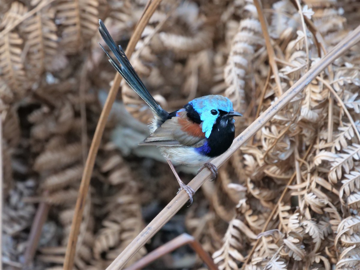 Variegated Fairywren - ML537368161