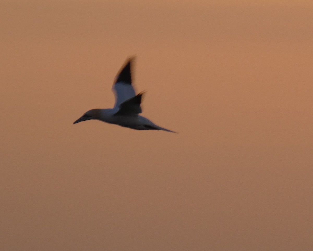 Northern Gannet - ML537368351