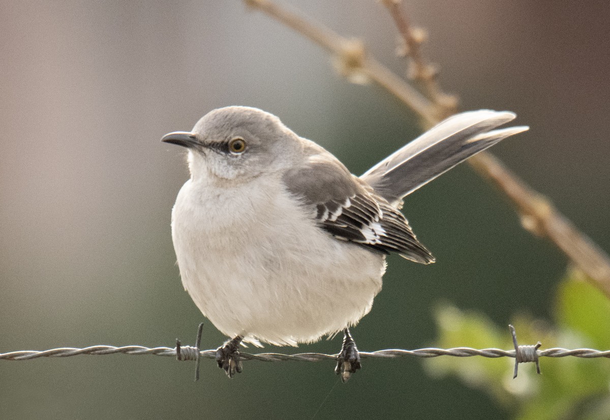 Northern Mockingbird - ML537368531