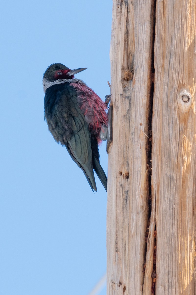 Lewis's Woodpecker - ML537369001