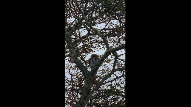 Austral Pygmy-Owl - ML537369751