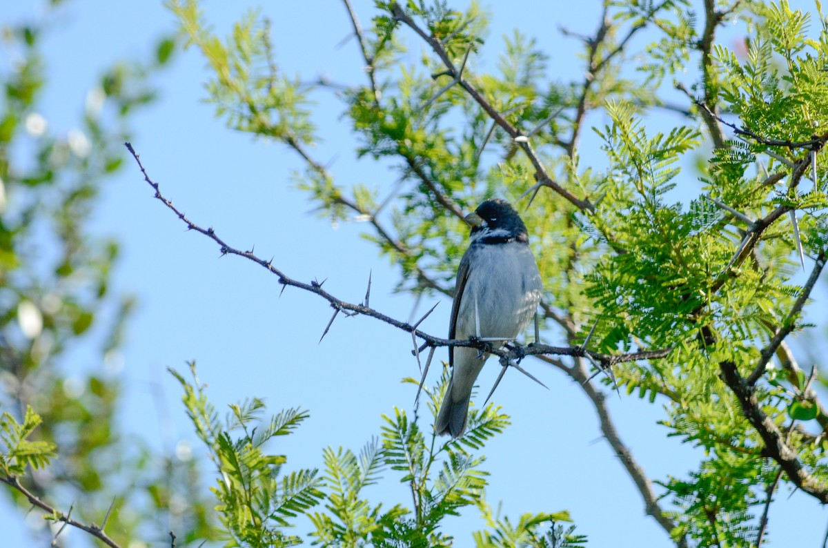 Double-collared Seedeater - ML537370051