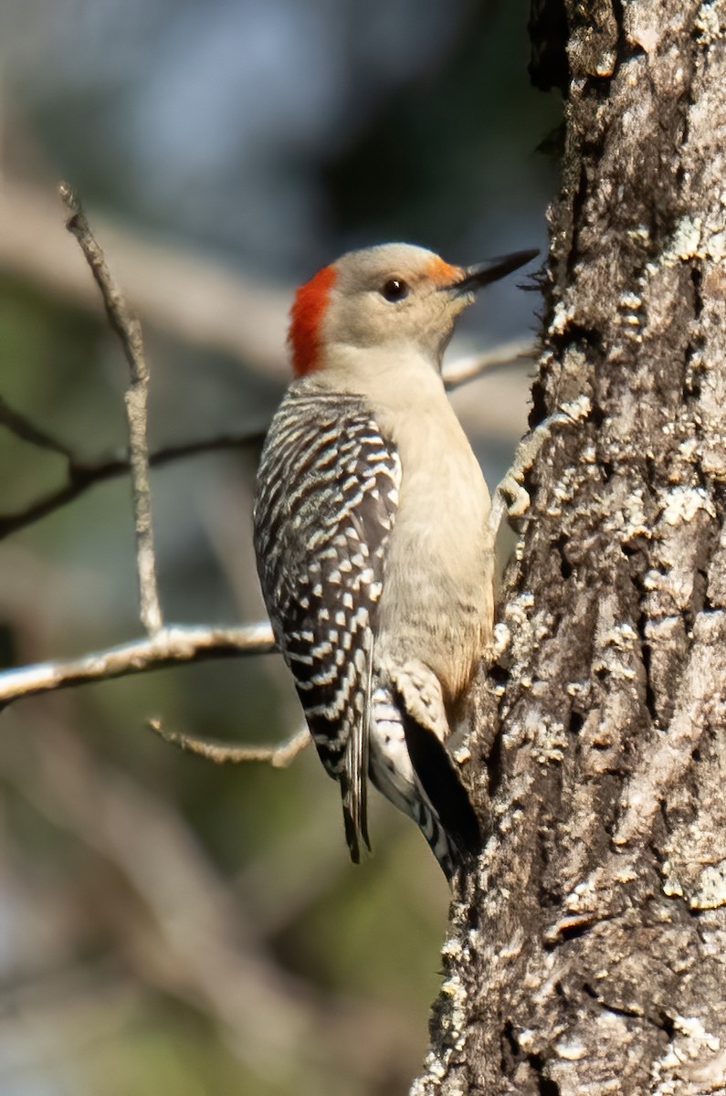 Red-bellied Woodpecker - ML537370221