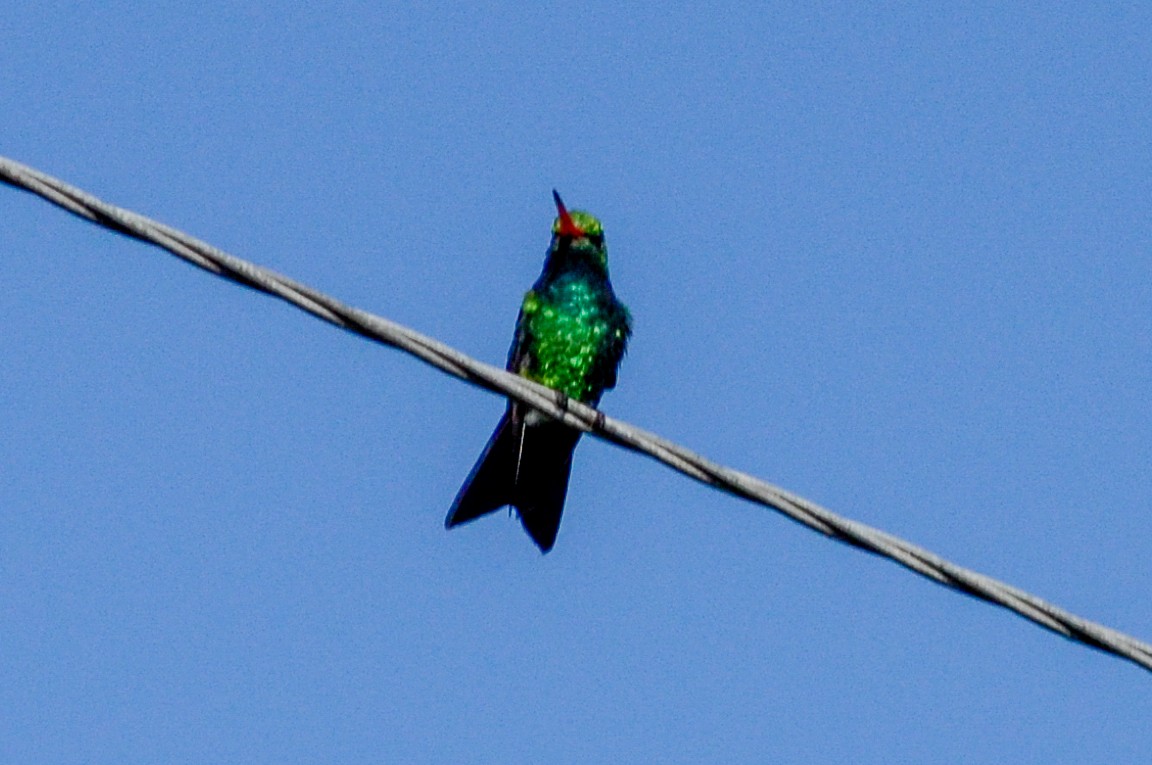 Glittering-bellied Emerald - ML537370231