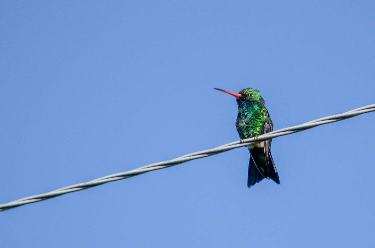 Glittering-bellied Emerald - ML537370261