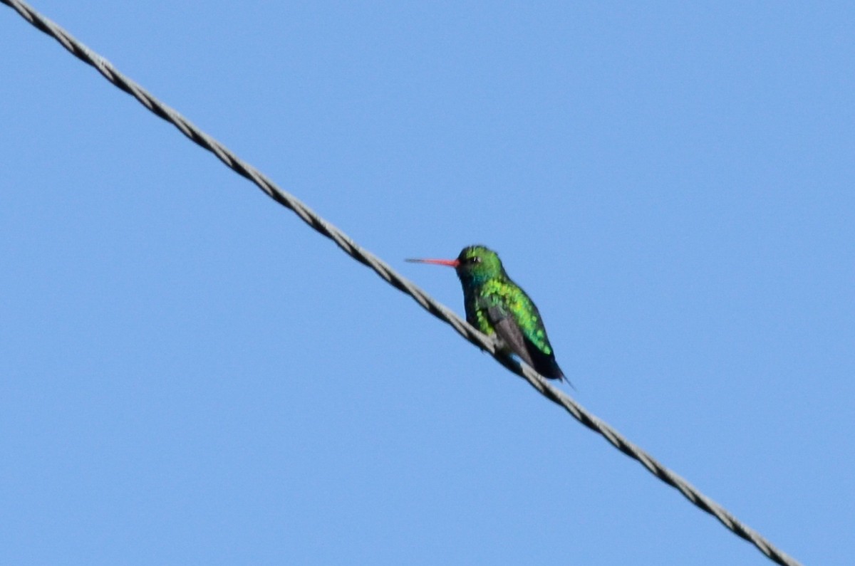 Glittering-bellied Emerald - ML537370271