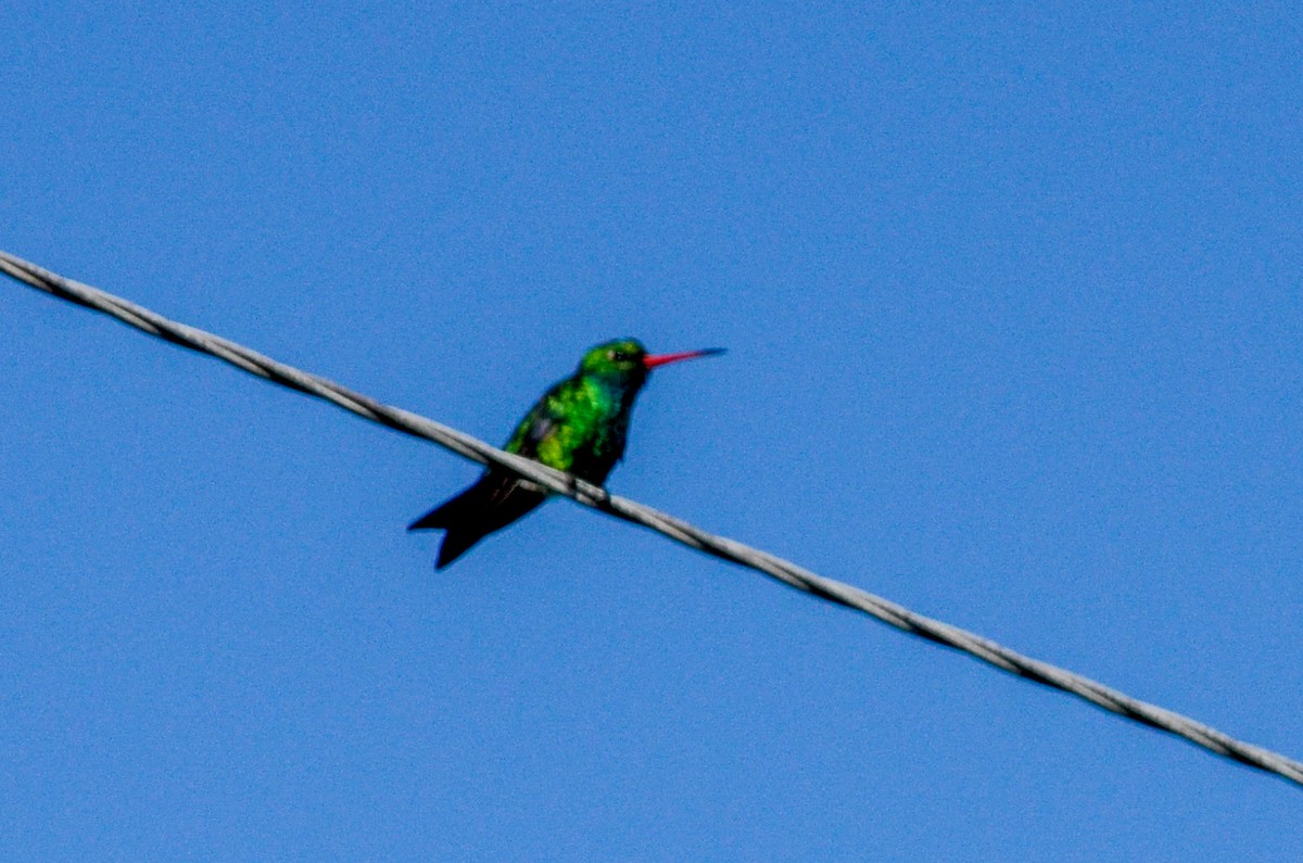 Glittering-bellied Emerald - ML537370281