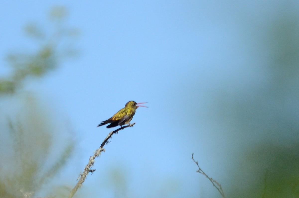 Gilded Hummingbird - ML537370291