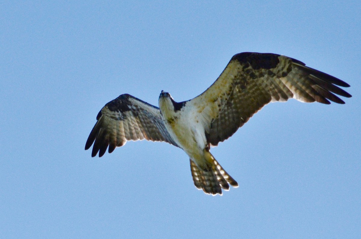 Balbuzard pêcheur - ML537370381