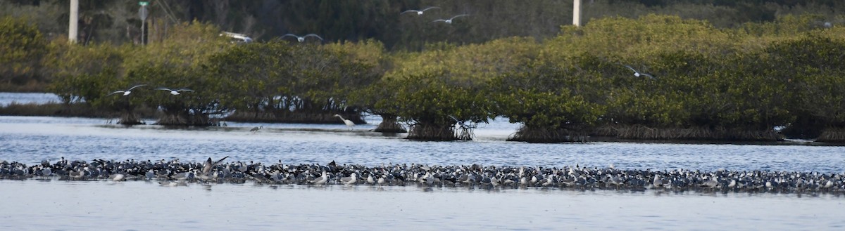 Laughing Gull - ML537370591