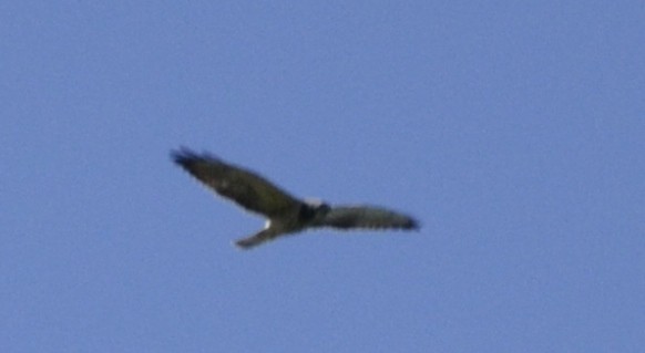 diurnal raptor sp. - ML537370871