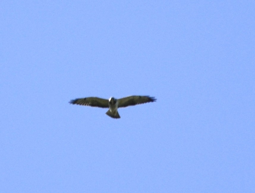 rapace diurne sp. - ML537370891