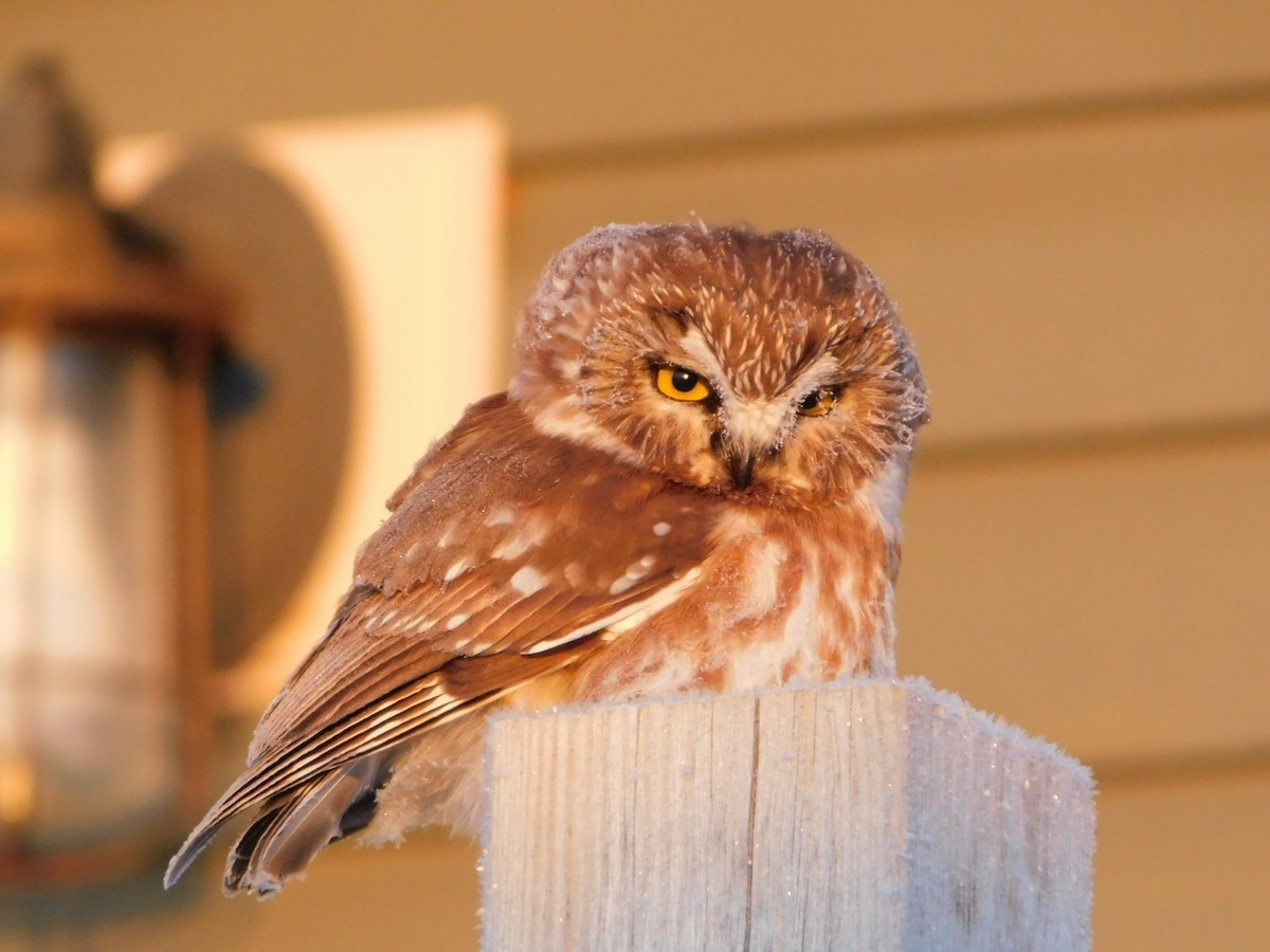 Northern Saw-whet Owl - ML537371431