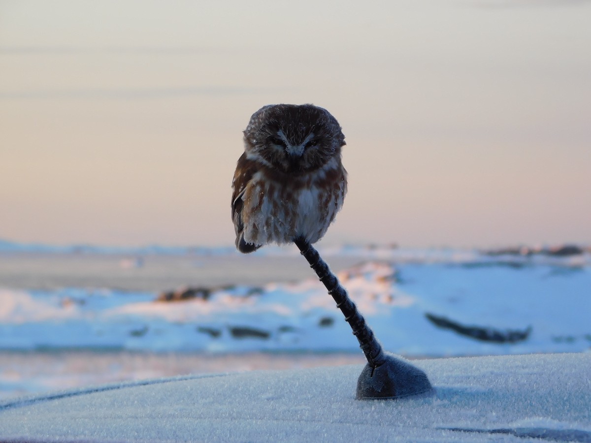 Northern Saw-whet Owl - ML537371481