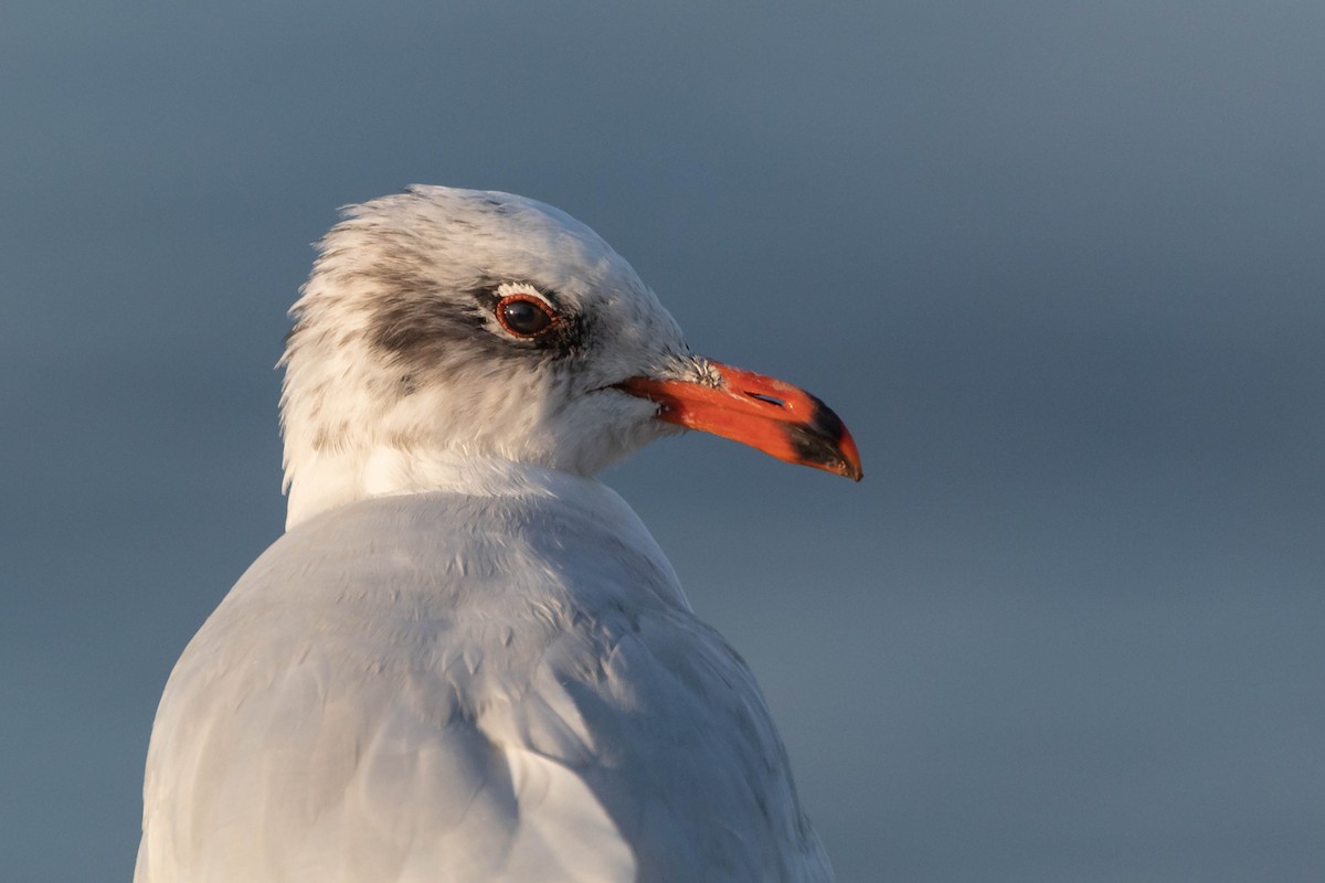 Mediterranean Gull - ML537371511