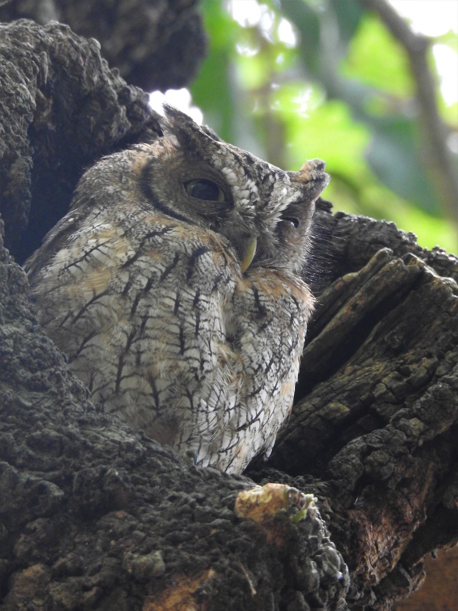 Tropical Screech-Owl - Fabricio Candia