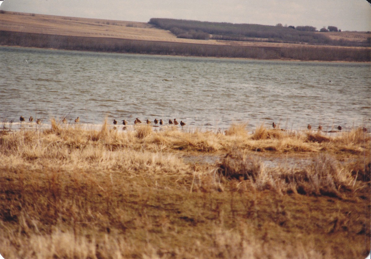 Kurlinta bekainduna - ML537372521