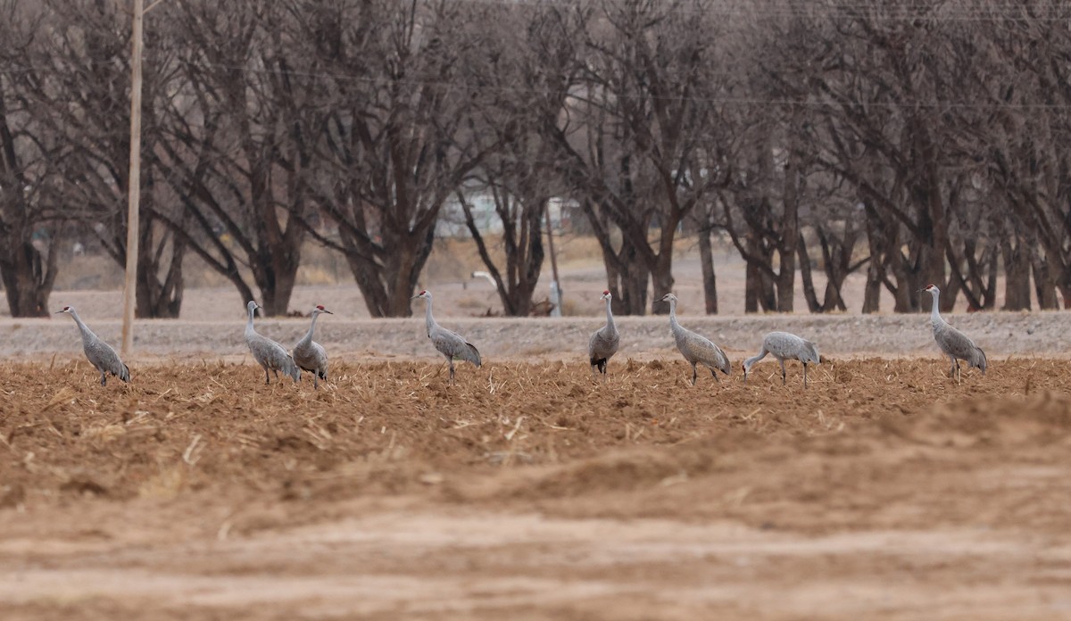 Sandhill Crane - ML537372541