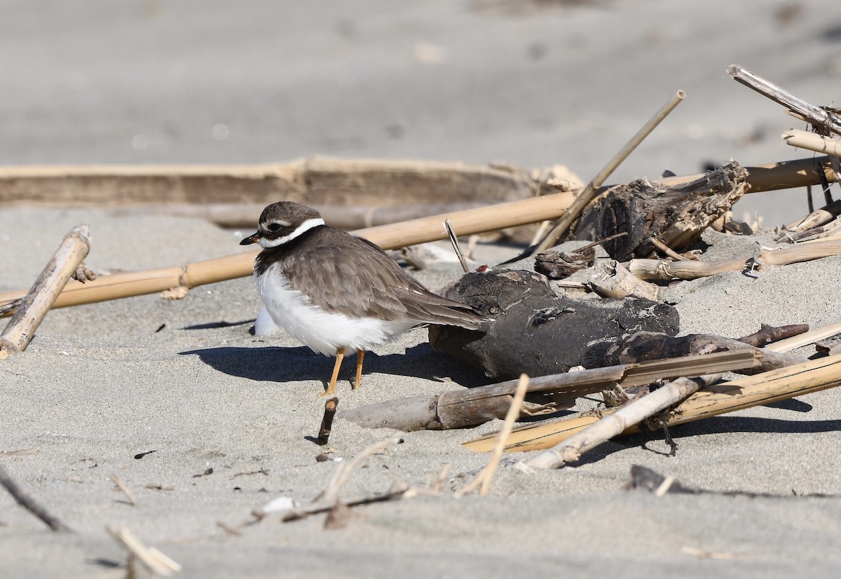 Common Ringed Plover - ML537372551