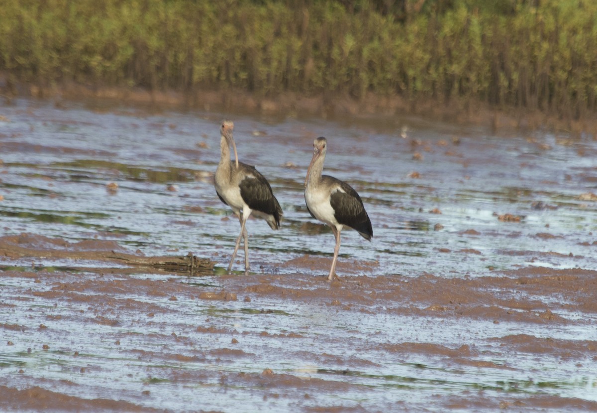 White Ibis - jeffrey bearce