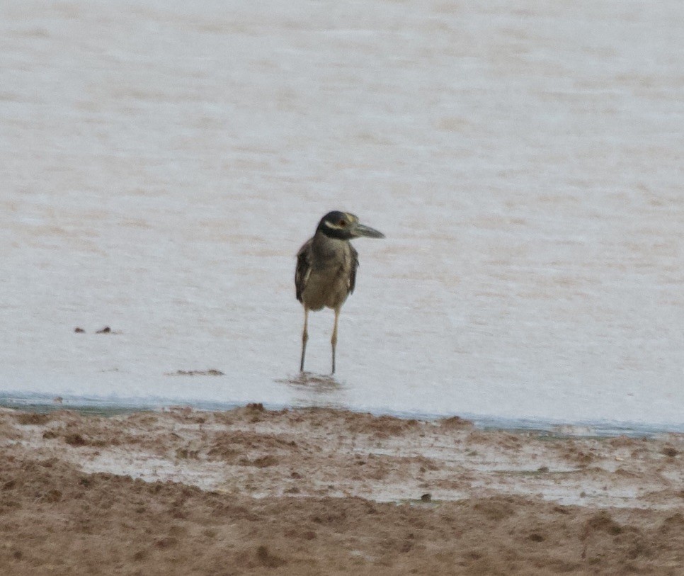 Yellow-crowned Night Heron - ML537373191