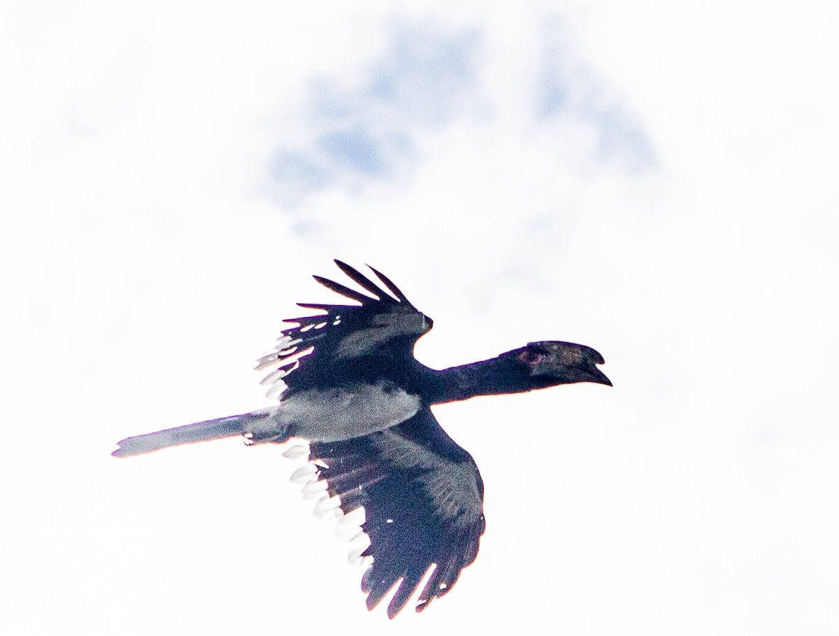 Trumpeter Hornbill - David Nkhata