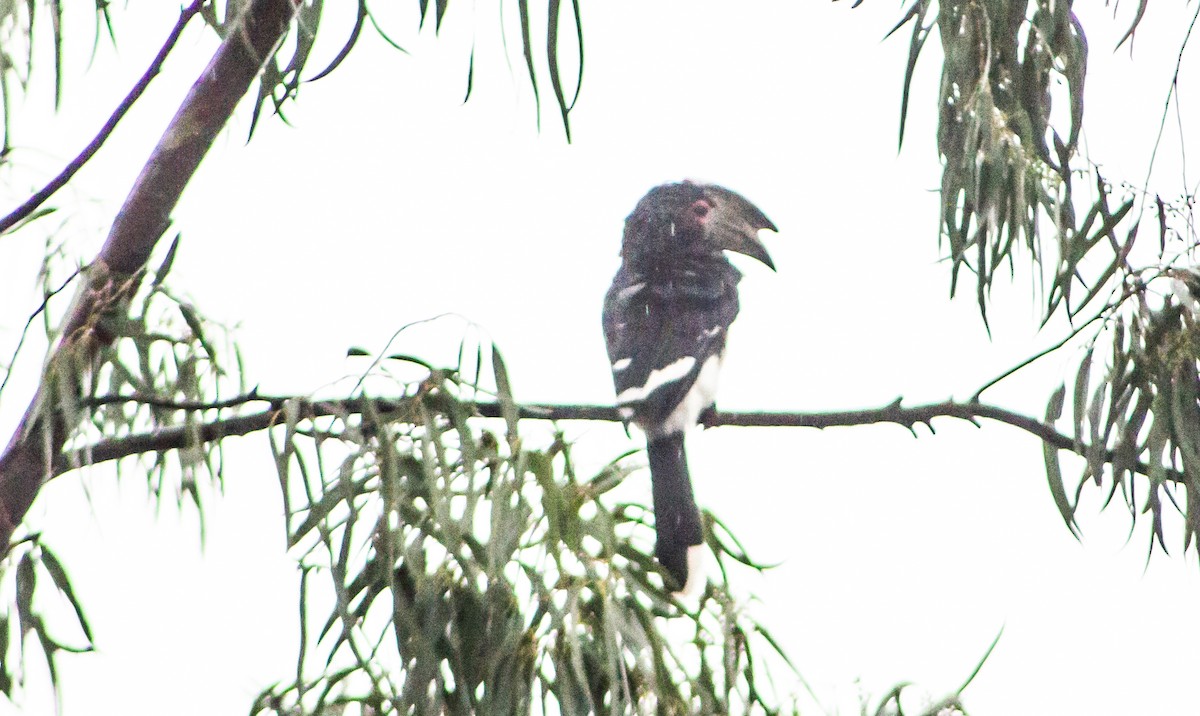 Trumpeter Hornbill - David Nkhata