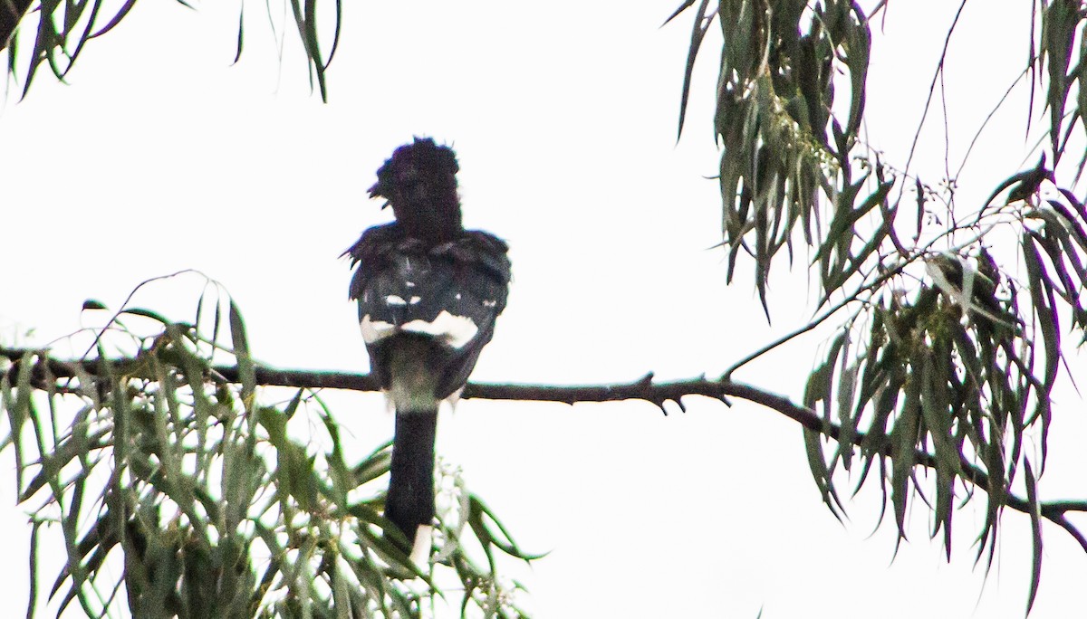 Trumpeter Hornbill - David Nkhata