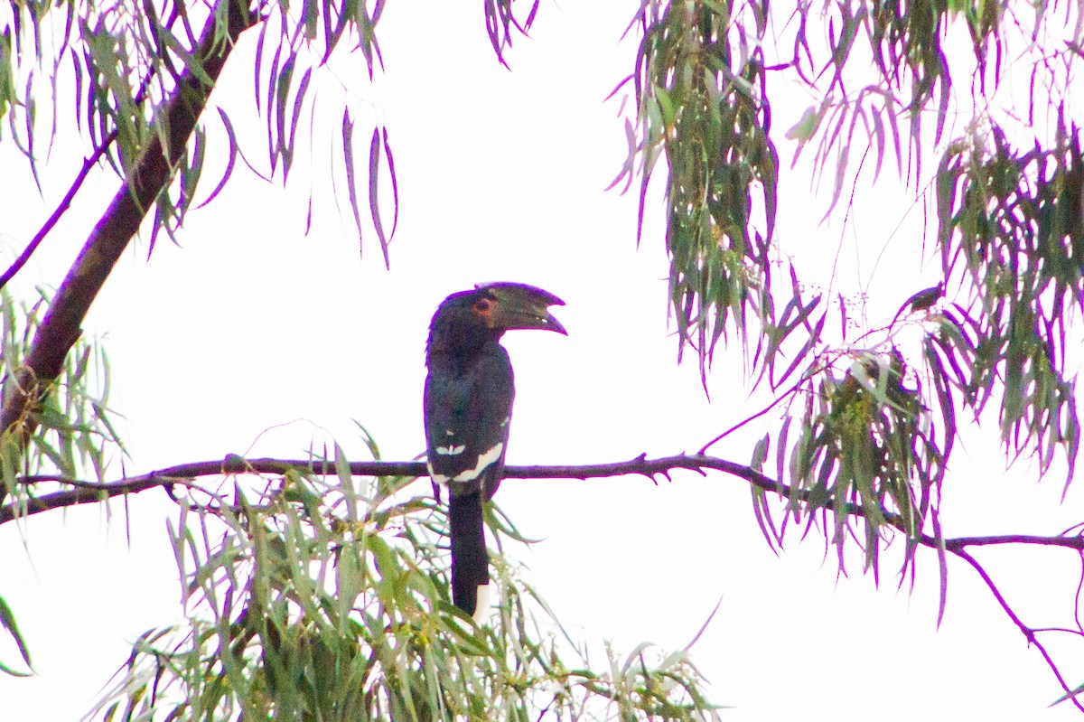 Trumpeter Hornbill - David Nkhata