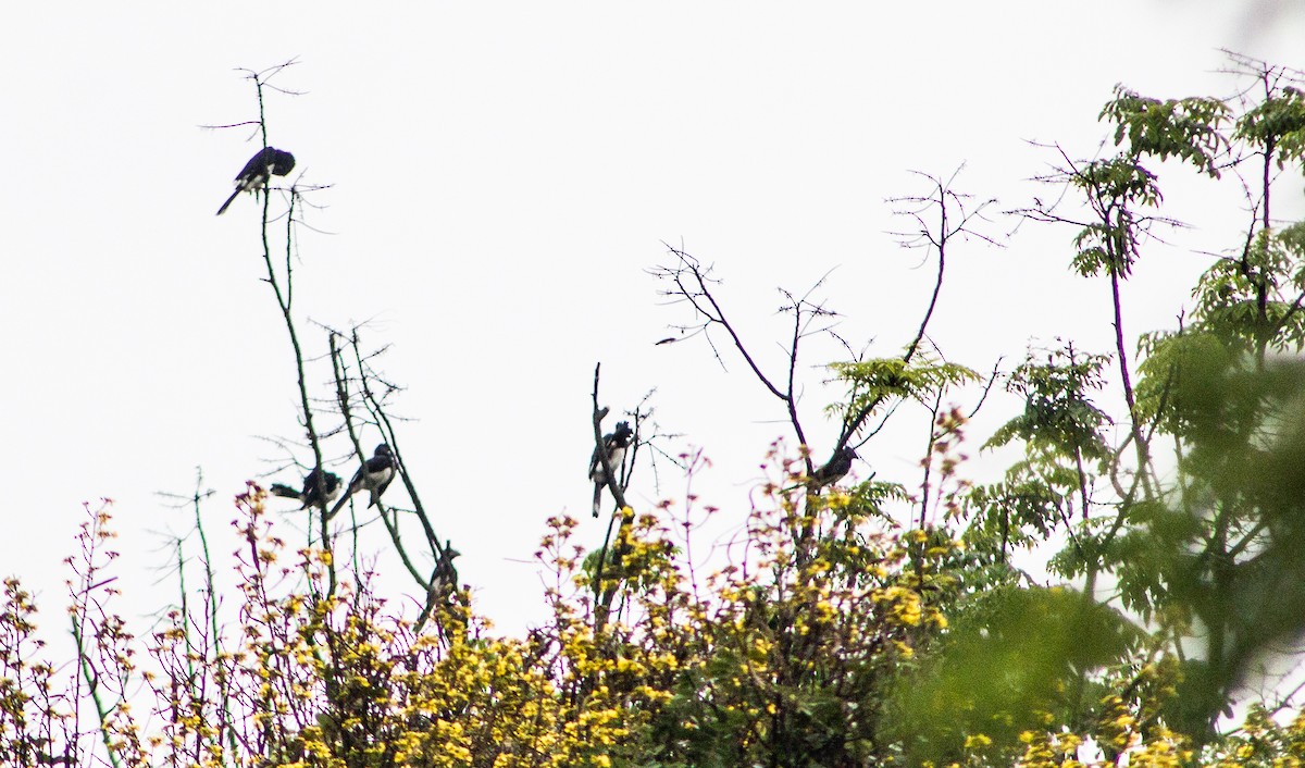 Trumpeter Hornbill - David Nkhata