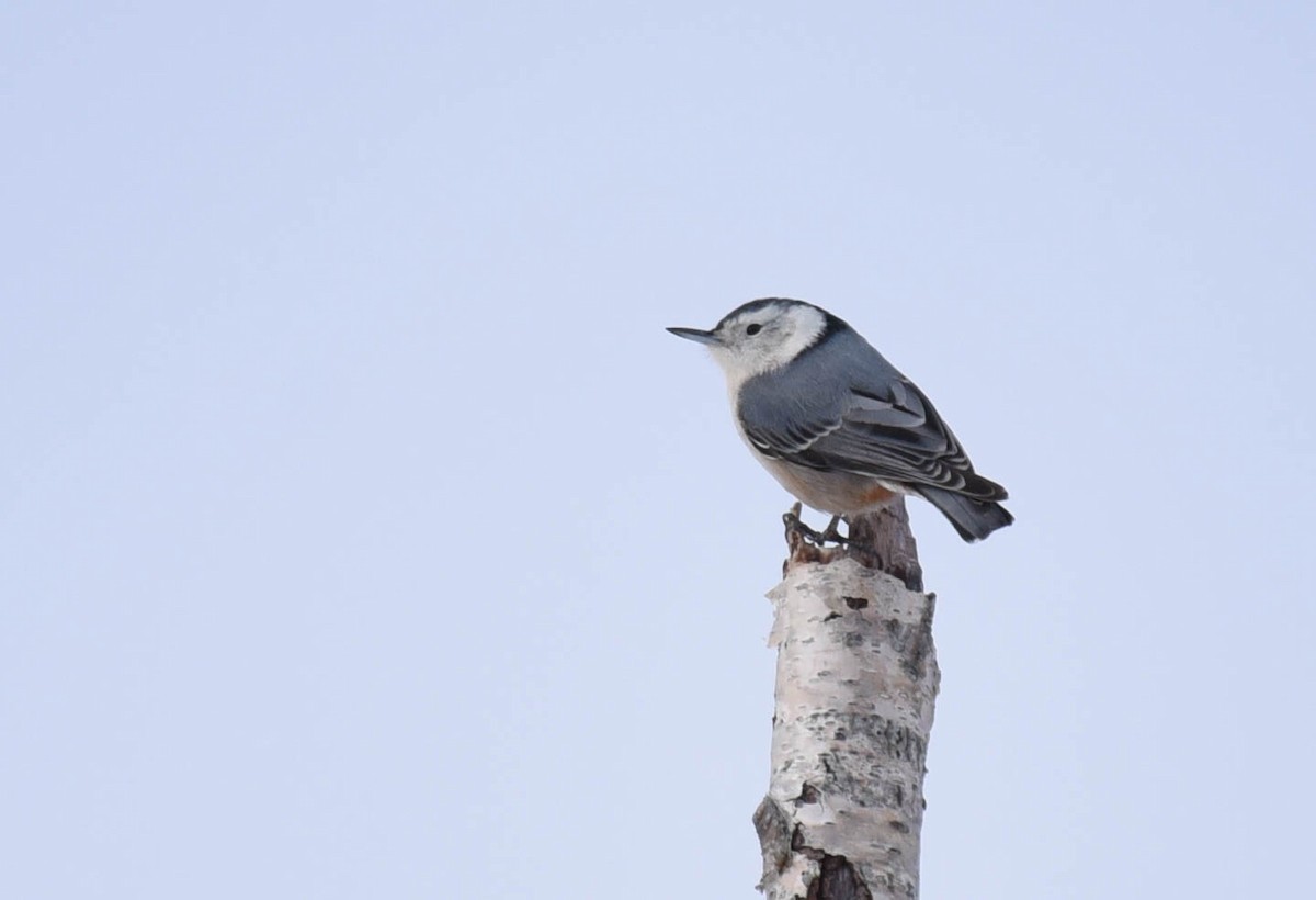 White-breasted Nuthatch - ML537373541