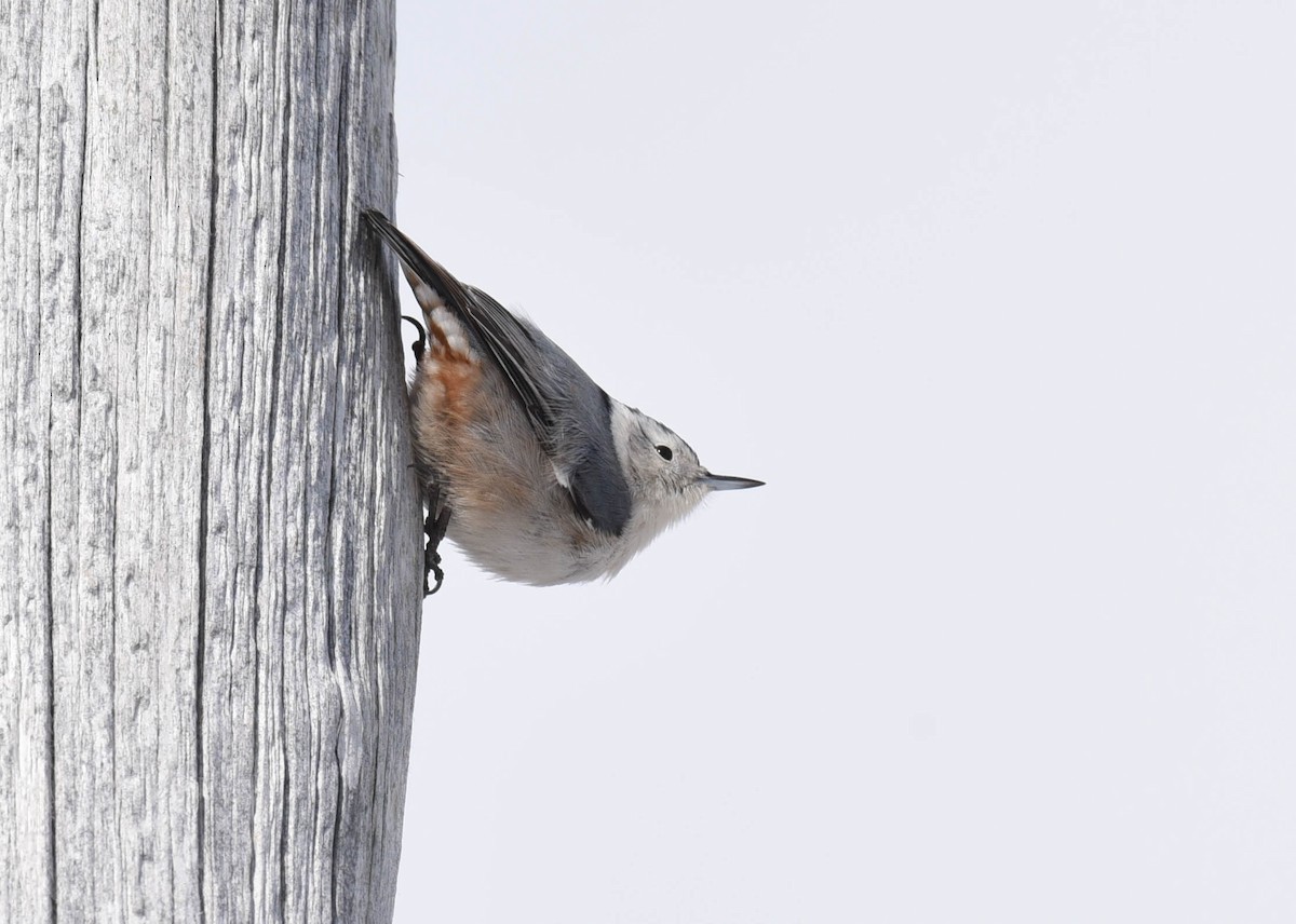 White-breasted Nuthatch - Kathy Marche