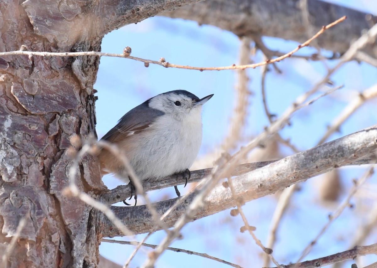 White-breasted Nuthatch - ML537373561