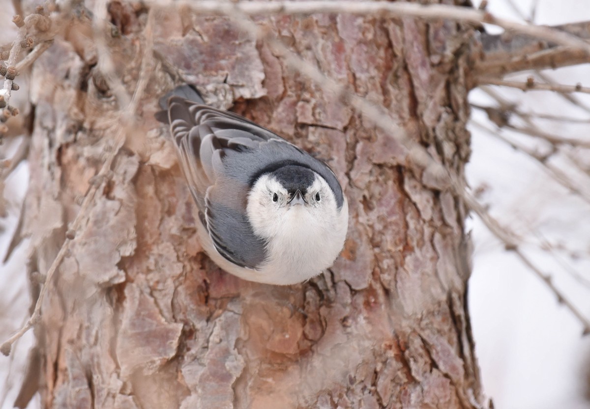 White-breasted Nuthatch - ML537373571