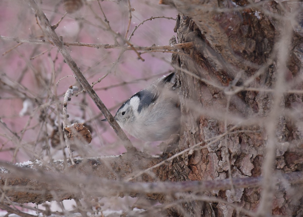 White-breasted Nuthatch - ML537373581