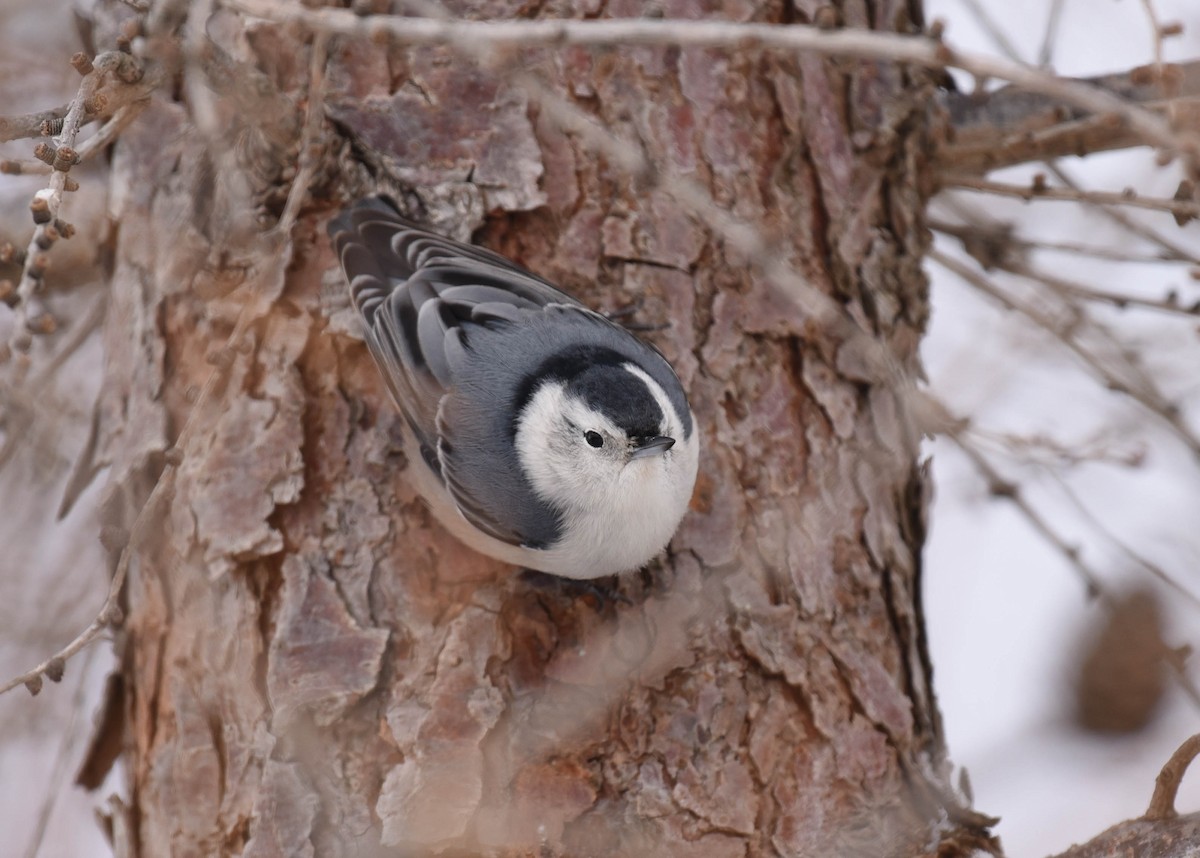 White-breasted Nuthatch - ML537373591