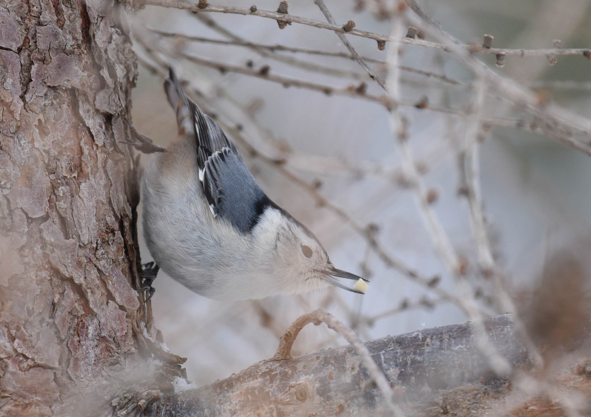 White-breasted Nuthatch - ML537373601